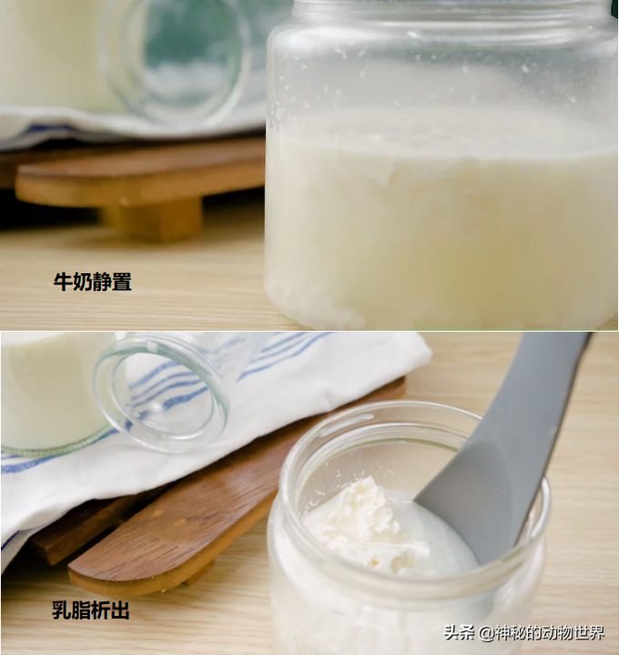 奶油是怎么做出来的