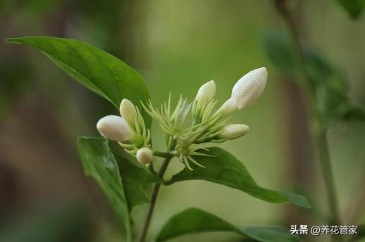 秋天盛开的花有哪些