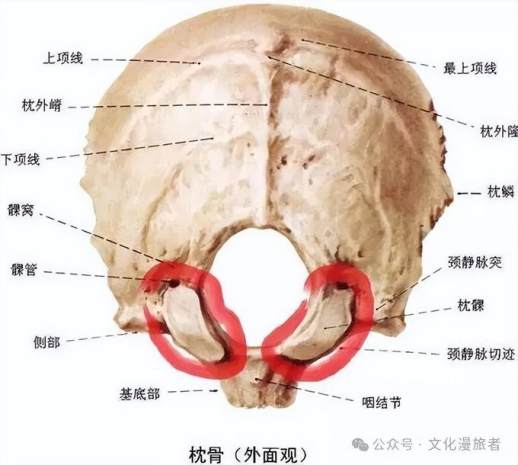 骰骨怎么读