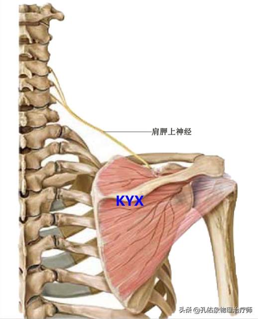 肩胛骨在哪个位置图片