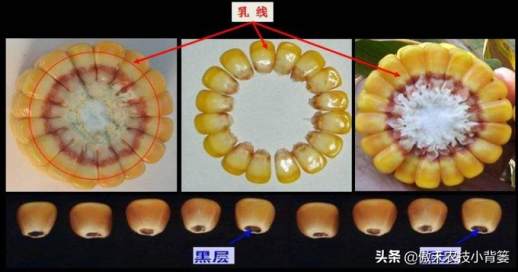 玉米成熟时间判断