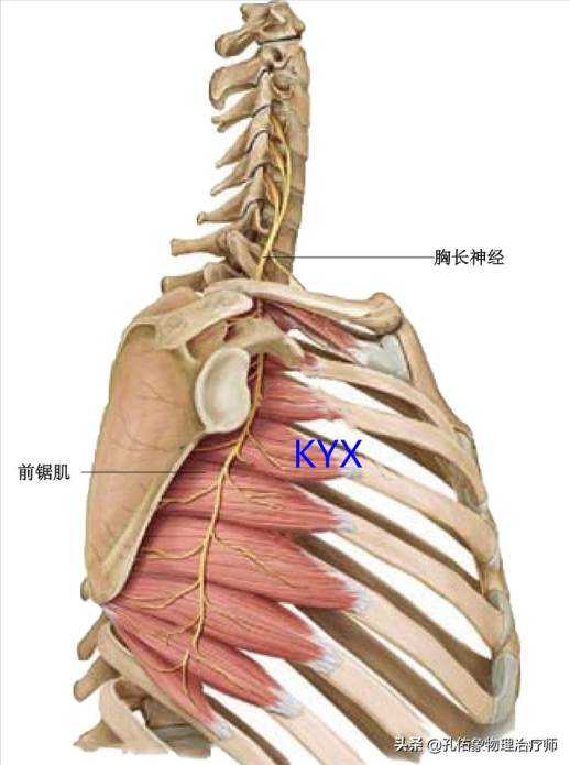 肩胛骨在哪个位置图片