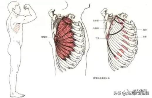 影响翼状肩的肌肉