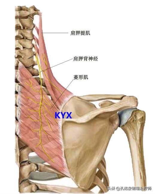 肩胛骨在哪个位置图片