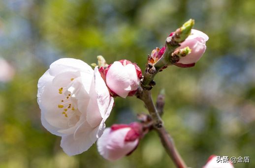 梅花