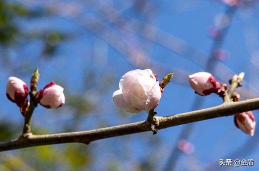 梅花