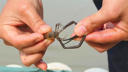 一只颜色很深的老河虾