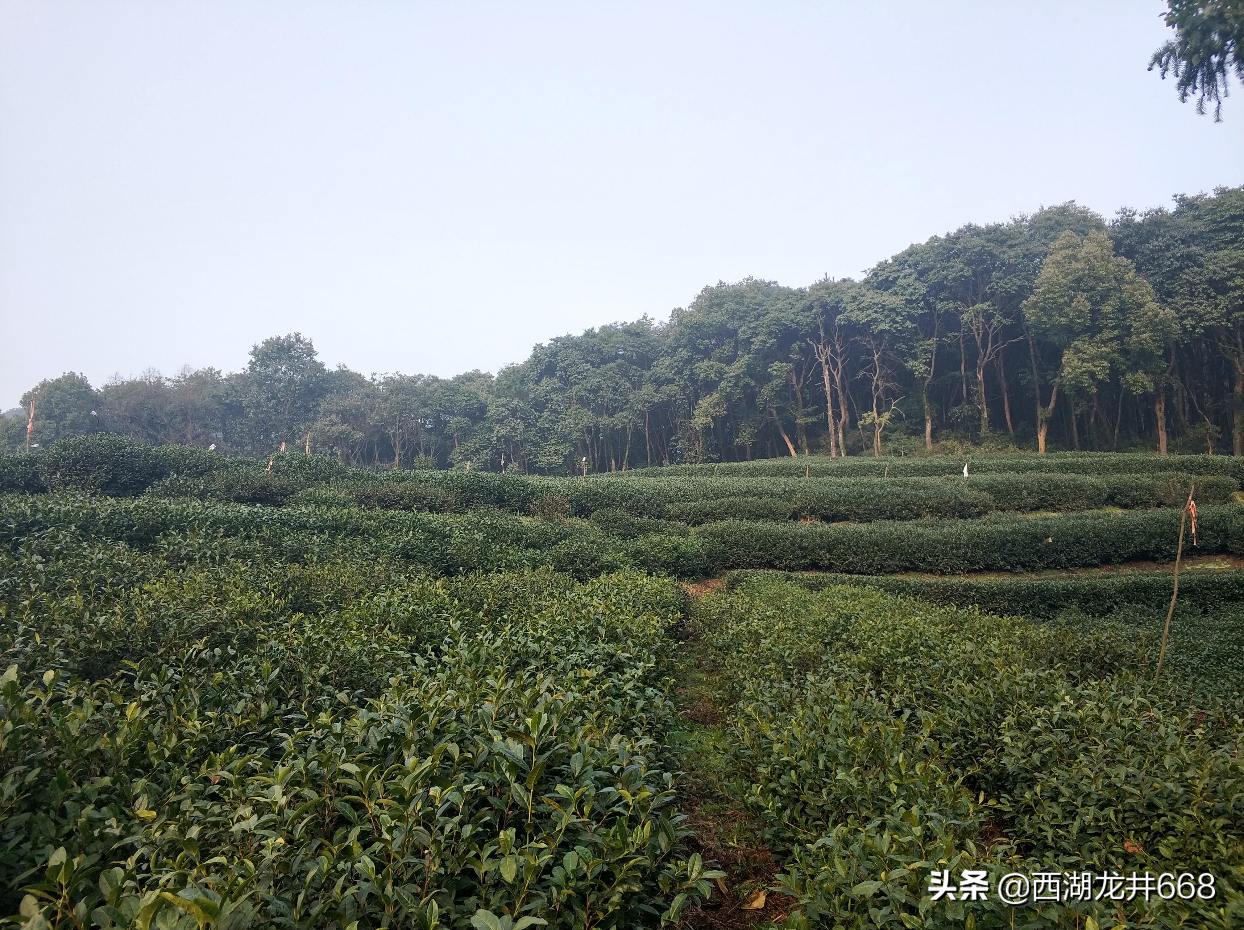 龙井茶的故乡：西湖龙井茶产地之美，得天独厚的茶叶生长条件！